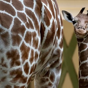 ARTIS Amsterdam Royal Zoo: Entry Ticket – Recently Added Experiences Recently Added Experiences Shop Online at Dubai Trades
