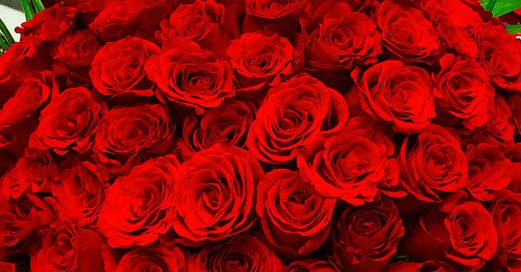 50 To 200 Roses And Card Dubai other Shop Online at Dubai Trades 11