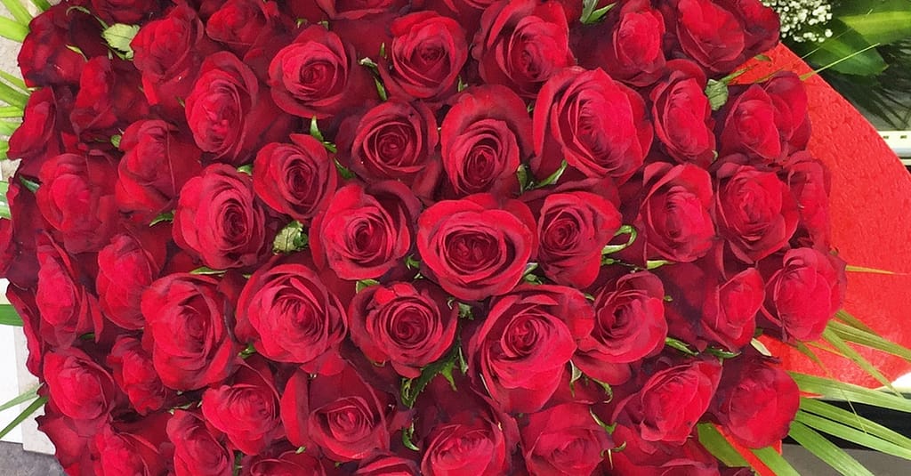50 To 200 Roses And Card Dubai other Shop Online at Dubai Trades 3