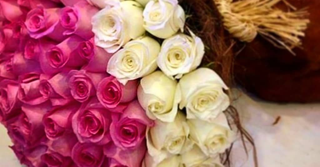 50 To 200 Roses And Card Dubai other Shop Online at Dubai Trades 8