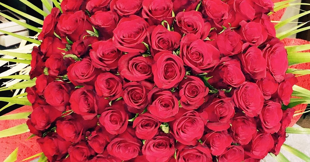 50 To 200 Roses And Card Dubai other Shop Online at Dubai Trades 10