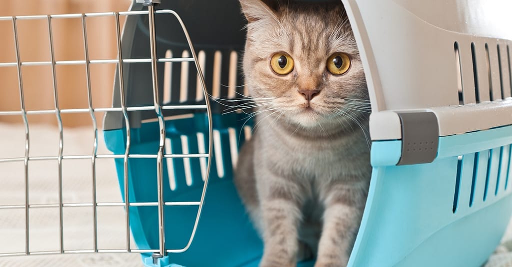 Animal Rental Sharjah & N. Emirates other Shop Online at Dubai Trades 2