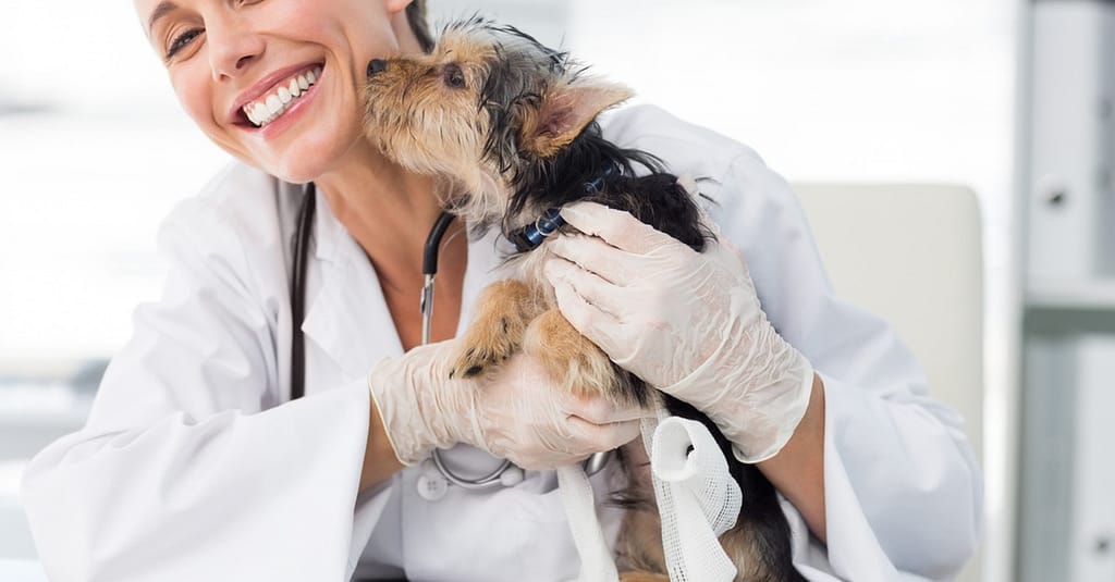 Annual Or First Vaccination Or Feline Neutering For Cats Dubai other Shop Online at Dubai Trades 2