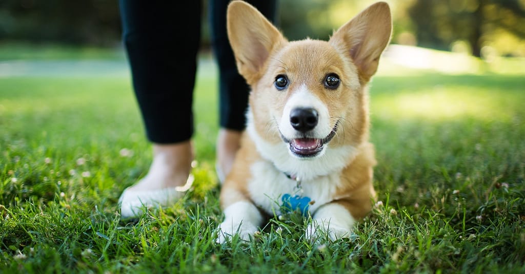 Annual Vaccination With Deworming And Grooming For Your Furry Friends Dubai other Shop Online at Dubai Trades 2
