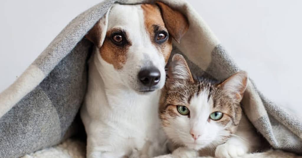 Basic Grooming Session At Pet Joy Veterinary Clinic Dubai other Shop Online at Dubai Trades 3