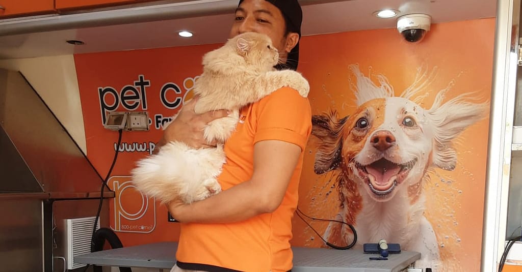 Basic Or Full Grooming At Pet Corner Dubai other Shop Online at Dubai Trades 13