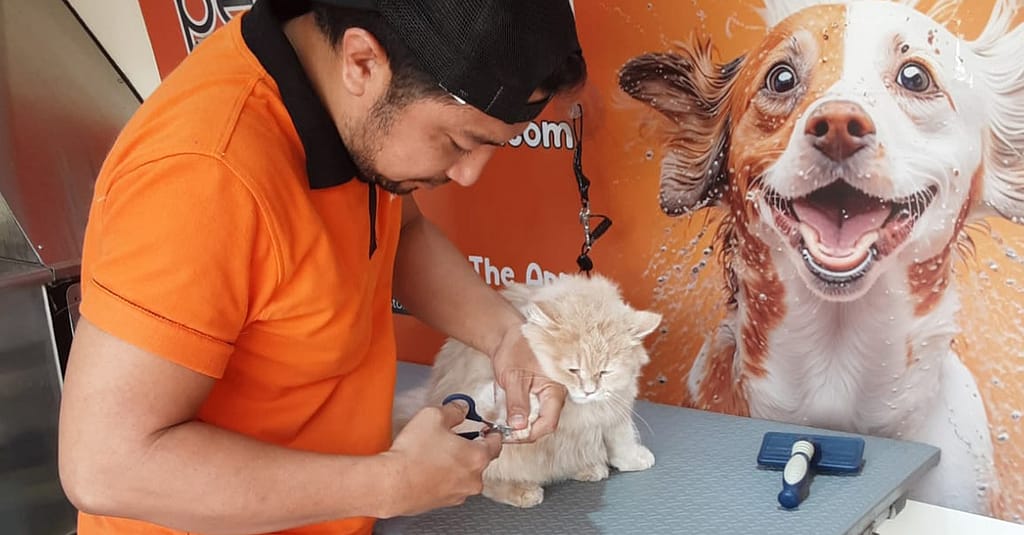 Basic Or Full Grooming At Pet Corner Dubai other Shop Online at Dubai Trades 14