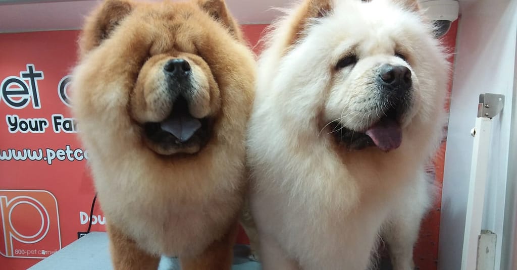 Basic Or Full Grooming At Pet Corner Dubai other Shop Online at Dubai Trades 4