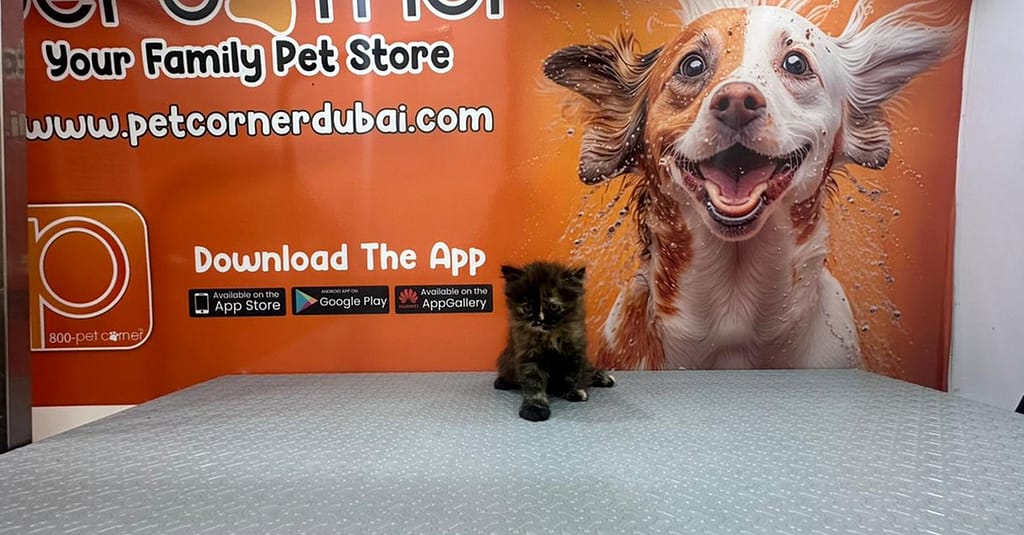 Basic Or Full Grooming At Pet Corner Dubai other Shop Online at Dubai Trades 6