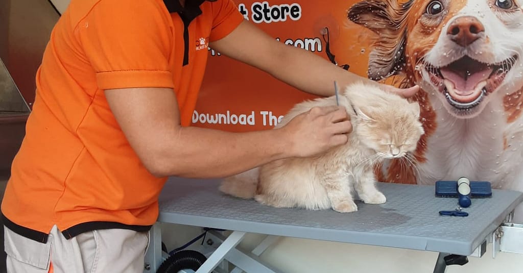 Basic Or Full Grooming At Pet Corner Dubai other Shop Online at Dubai Trades 8