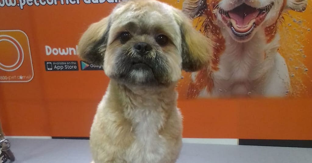 Basic Or Full Grooming At Pet Corner Dubai other Shop Online at Dubai Trades 9