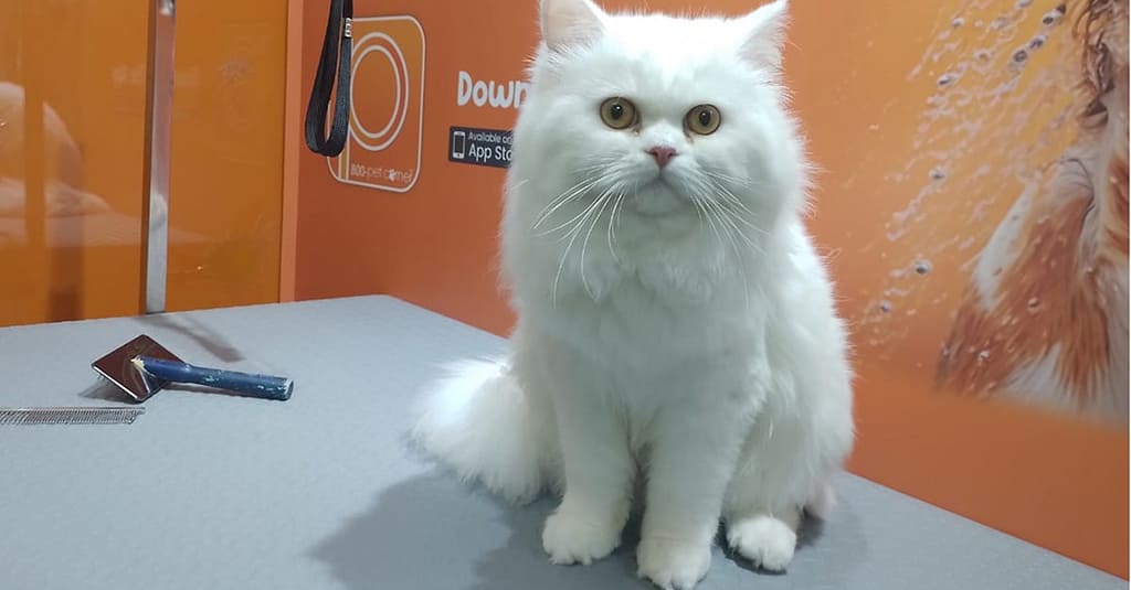 Basic Or Full Grooming At Pet Corner Dubai other Shop Online at Dubai Trades 2