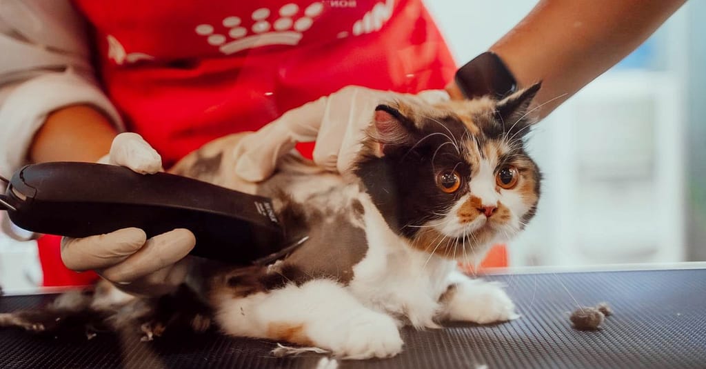 Basic Or Full Grooming For Cats Or Dogs At Pets Habitat Dubai other Shop Online at Dubai Trades 3