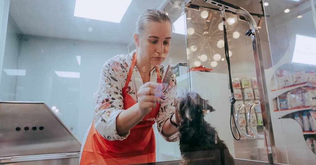 Basic Or Full Grooming For Cats Or Dogs At Pets Habitat Dubai other Shop Online at Dubai Trades 4