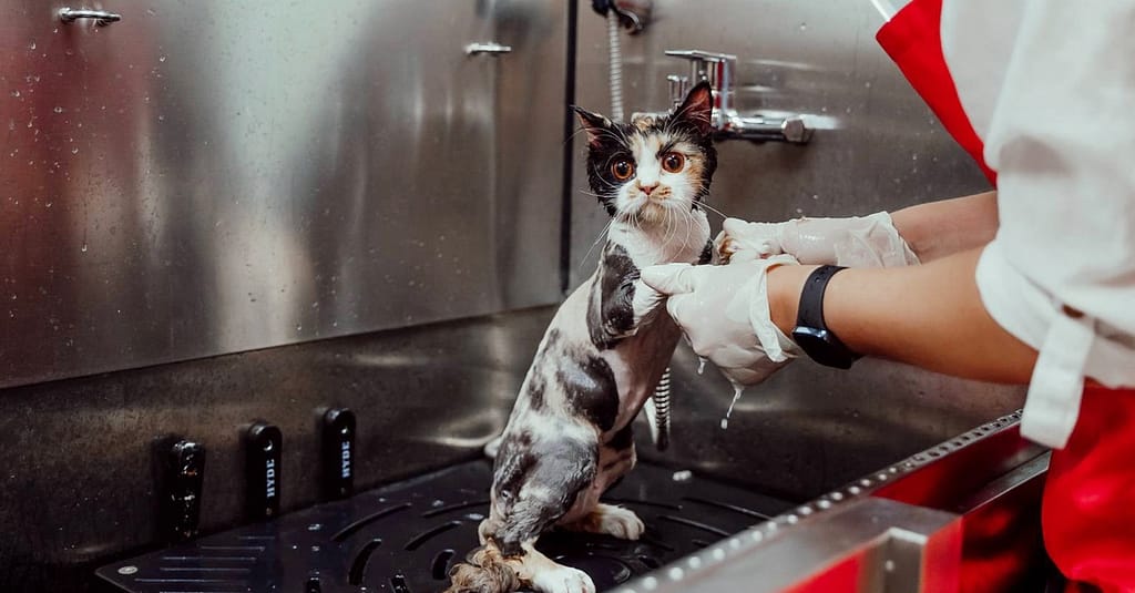 Basic Or Full Grooming For Cats Or Dogs At Pets Habitat Dubai other Shop Online at Dubai Trades 2