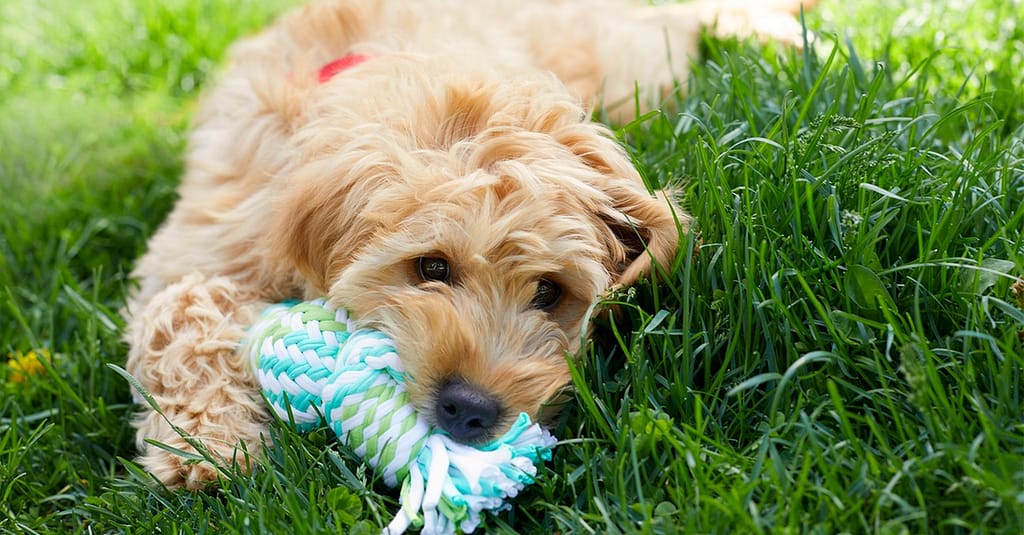 Basic Pet Grooming Abu Dhabi other Shop Online at Dubai Trades 2