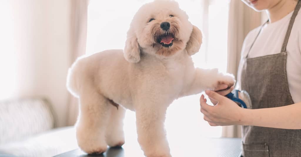 Cat Or Dog Full Grooming Dubai other Shop Online at Dubai Trades 2