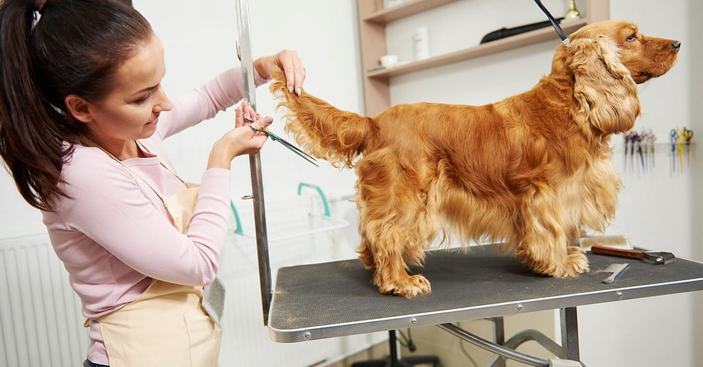 Cat Or Dog Grooming Abu Dhabi other Shop Online at Dubai Trades 2