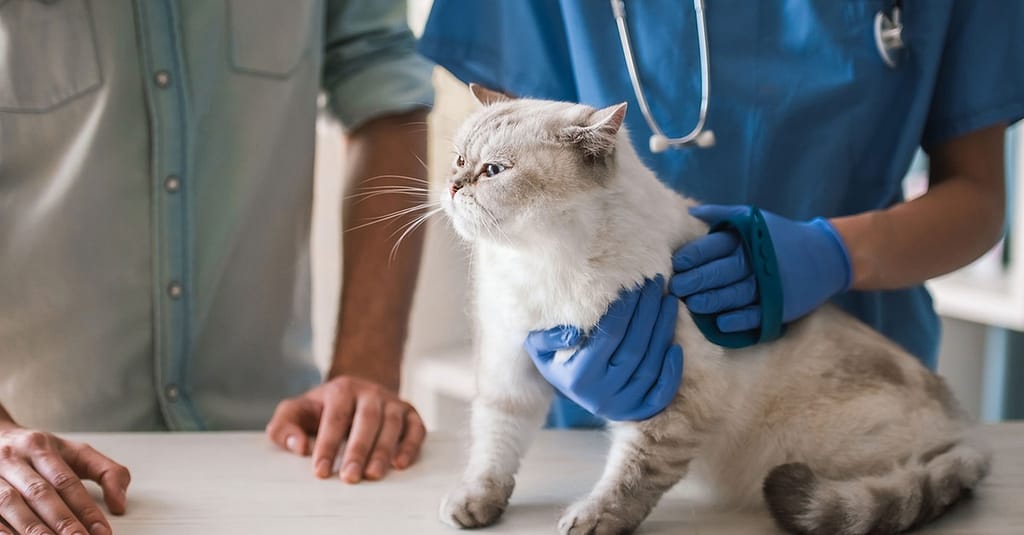Cat/Dog Annual Vaccination, Full Check-Up W/ Optional Nail Trim & More Dubai other Shop Online at Dubai Trades 2