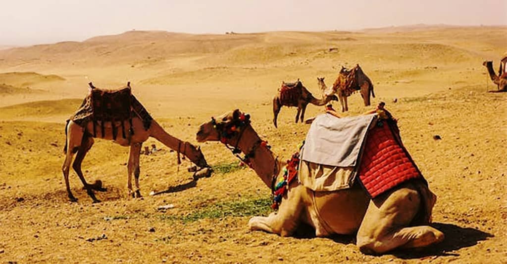 Desert Safari At Arabian Dreamland Tourism Llc Dubai package Shop Online at Dubai Trades 12