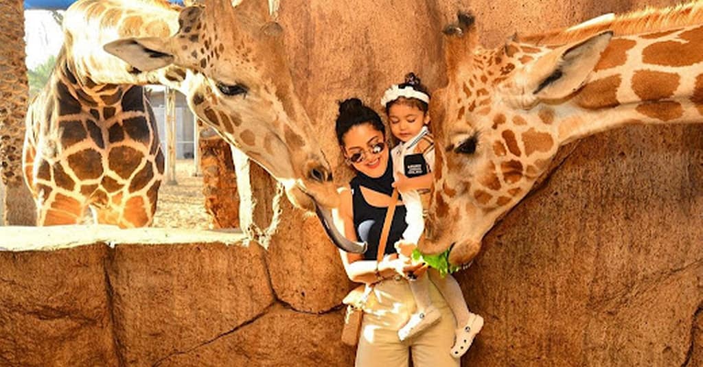 Dive Into Fun: Zoo Entrance With Activity And Aed 50/100/200 Voucher Abu Dhabi package Shop Online at Dubai Trades 4