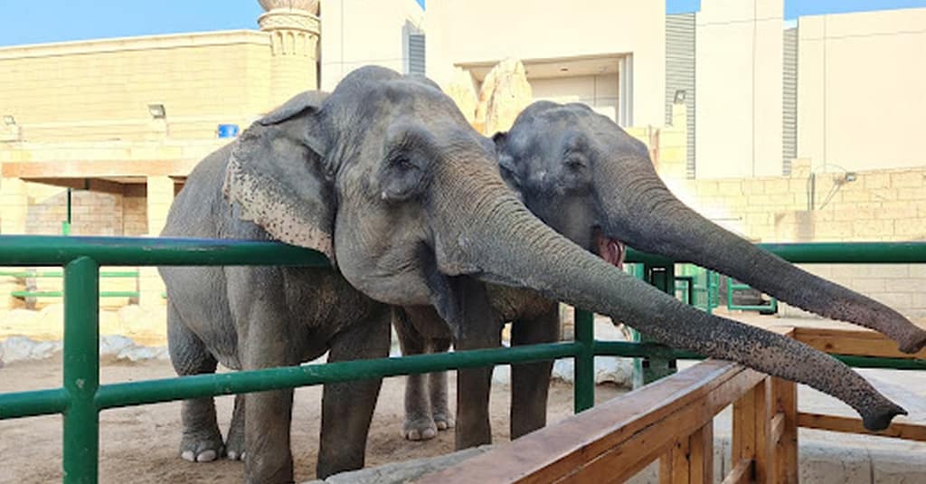 Dive Into Fun: Zoo Entrance With Activity And Aed 50/100/200 Voucher Abu Dhabi package Shop Online at Dubai Trades 5