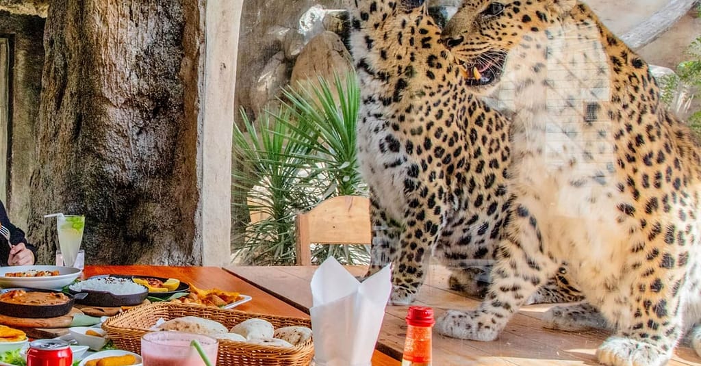Dive Into Fun: Zoo Entrance With Activity And Aed 50/100/200 Voucher Abu Dhabi package Shop Online at Dubai Trades 6