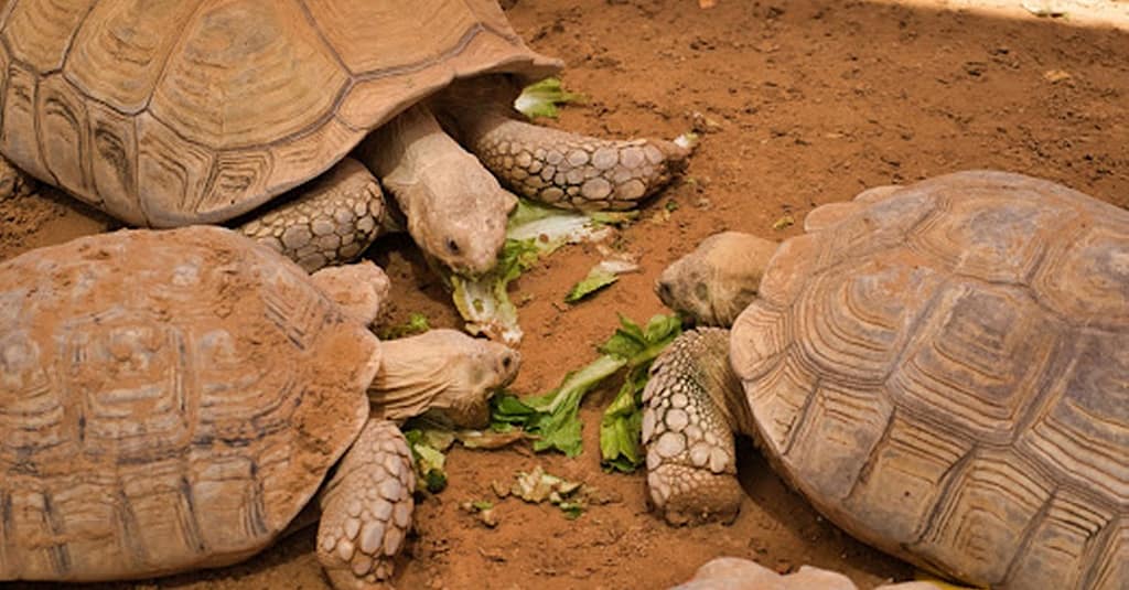 Dive Into Fun: Zoo Entrance With Activity And Aed 50/100/200 Voucher Abu Dhabi package Shop Online at Dubai Trades 7