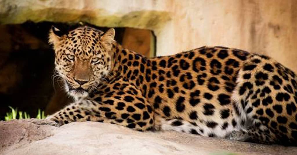 Dive Into Fun: Zoo Entrance With Activity And Aed 50/100/200 Voucher Abu Dhabi package Shop Online at Dubai Trades 9