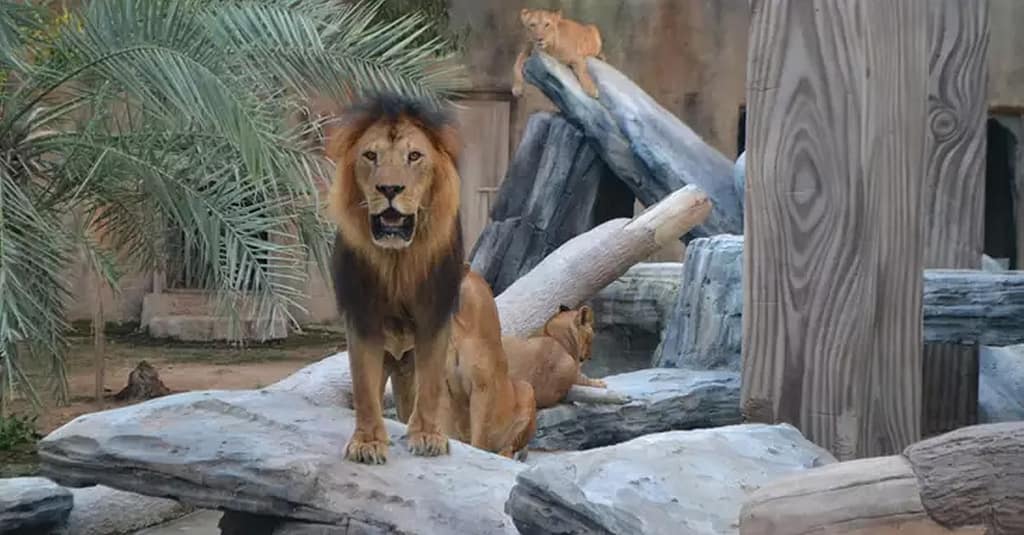 Dive Into Fun: Zoo Entrance With Activity And Aed 50/100/200 Voucher Abu Dhabi package Shop Online at Dubai Trades 2