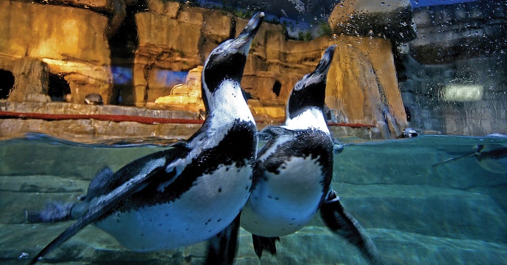 Dive Into The Ultimate Experience Adventure Packages! National Deal activities Shop Online at Dubai Trades 7