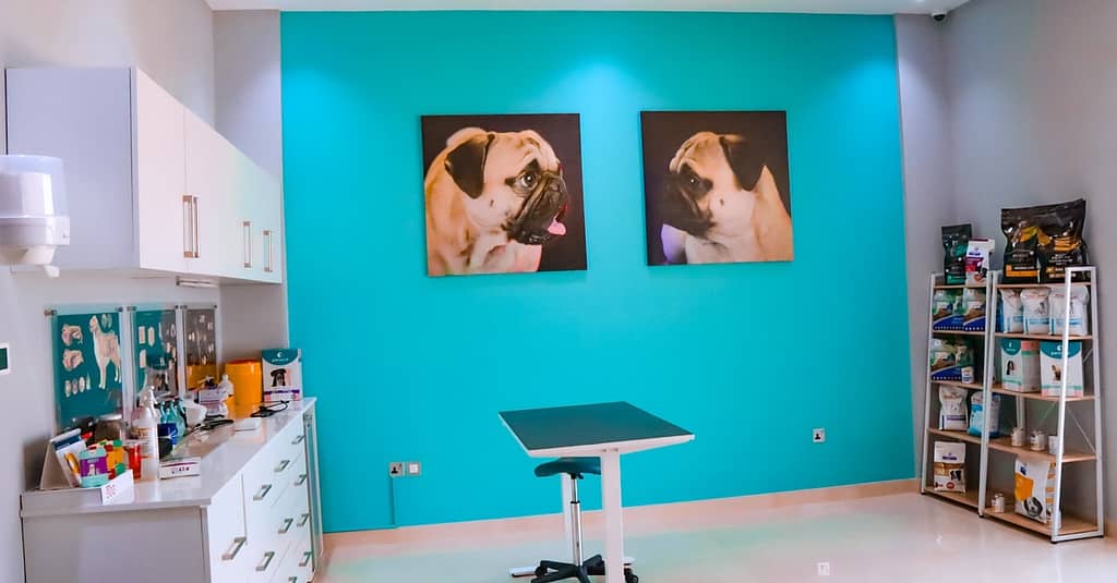Dog / Cat Grooming From Best Veterinary Clinic In The Uae Award Winner Dubai other Shop Online at Dubai Trades 12