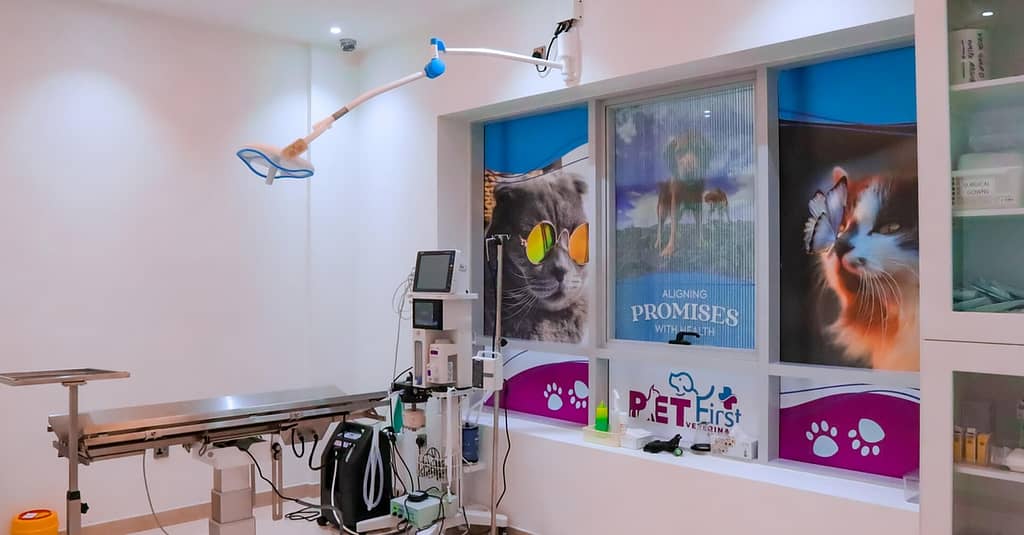 Dog / Cat Grooming From Best Veterinary Clinic In The Uae Award Winner Dubai other Shop Online at Dubai Trades 2
