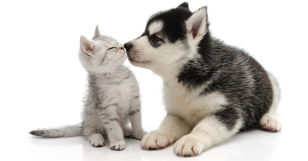 Dog/Cat Medical Check Up At Al Raha Veterinary Clinic Abu Dhabi other Shop Online at Dubai Trades 2