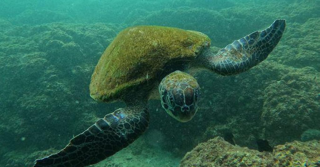 Embark On Adventure: Try Dive, Snorkeling Trip And Boat Trip Dubai activities Shop Online at Dubai Trades 12