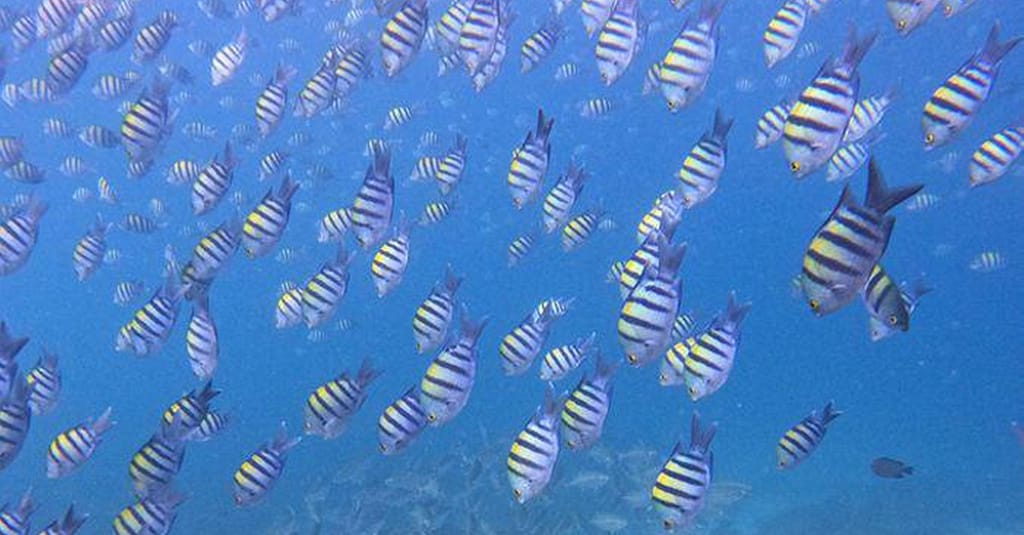 Embark On Adventure: Try Dive, Snorkeling Trip And Boat Trip Dubai activities Shop Online at Dubai Trades 15