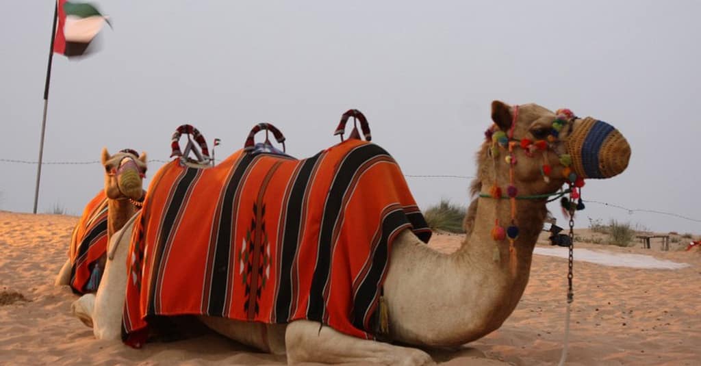 Enjoy A Vip Desert Safari Including Dune Bashing And Camel Ride! Sharjah & N. Emirates package Shop Online at Dubai Trades 5