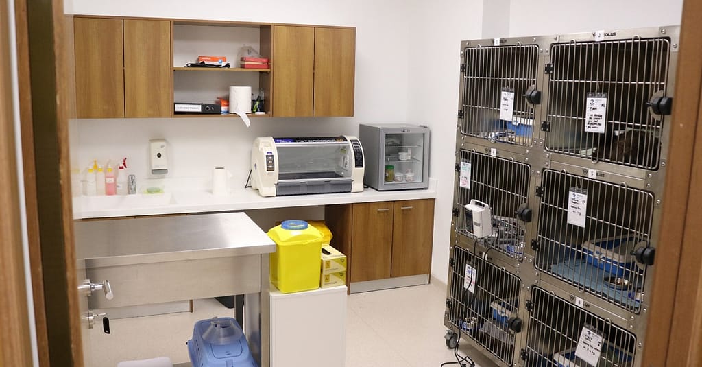 Ensure Your Pets Health With Annual Vaccination For Cat Or Dog! Dubai other Shop Online at Dubai Trades 3