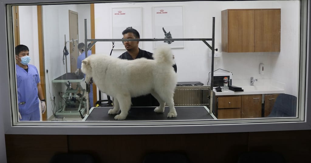 Ensure Your Pets Health With Annual Vaccination For Cat Or Dog! Dubai other Shop Online at Dubai Trades 7