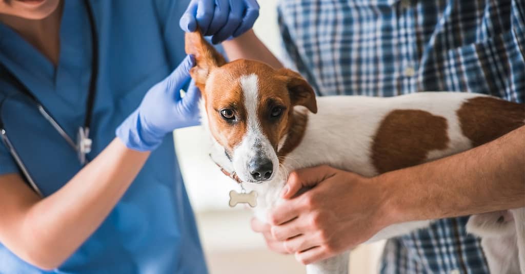 Ensure Your Pets Health With Annual Vaccination For Cat Or Dog! Dubai other Shop Online at Dubai Trades 2
