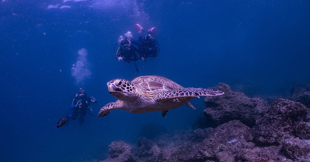 Experience Scuba Diving With Pool And Beach Dives! Dubai activities Shop Online at Dubai Trades 7