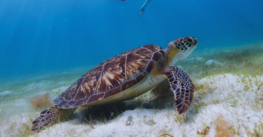Experience Scuba Diving With Pool And Beach Dives! Dubai activities Shop Online at Dubai Trades 9