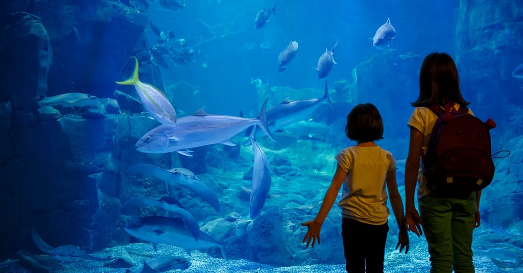 Explore Dubai Aquarium, Underwater Zoo And Penguin Cove Dubai activities Shop Online at Dubai Trades 3