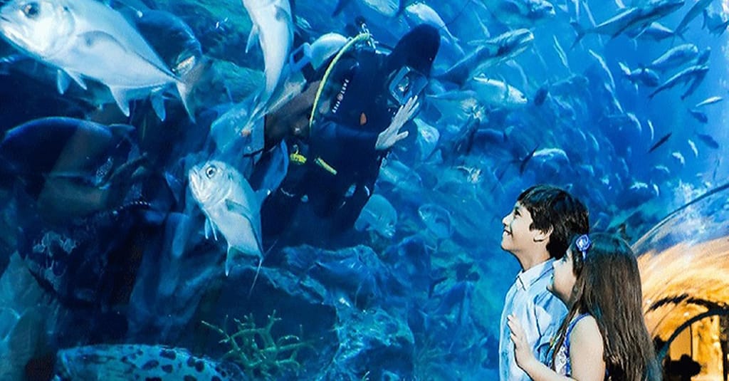 Explore Dubai Aquarium, Underwater Zoo And Penguin Cove Dubai activities Shop Online at Dubai Trades 4