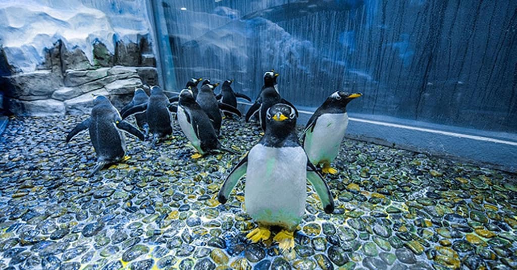 Explore Dubai Aquarium, Underwater Zoo And Penguin Cove Dubai activities Shop Online at Dubai Trades 7