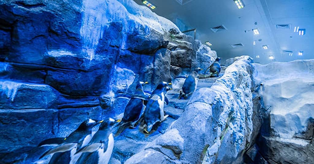 Explore Dubai Aquarium, Underwater Zoo And Penguin Cove Dubai activities Shop Online at Dubai Trades 2