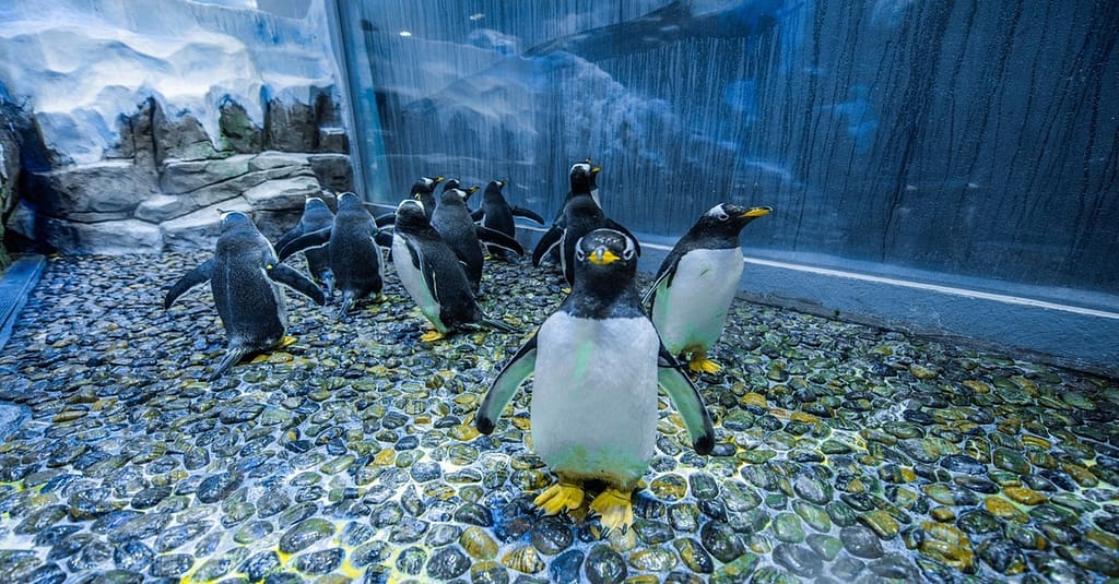 Explore Dubai Aquarium With Frame, Glow Garden, Aya Universe & More! Dubai activities Shop Online at Dubai Trades 5
