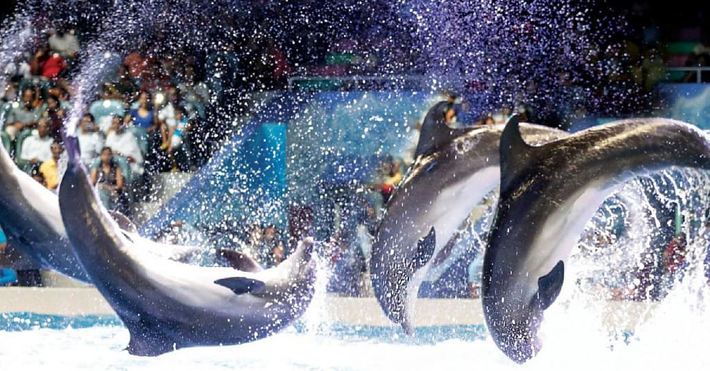 Explore Dubai Parks & Resort + Exciting Attractions Dubai activities Shop Online at Dubai Trades 10