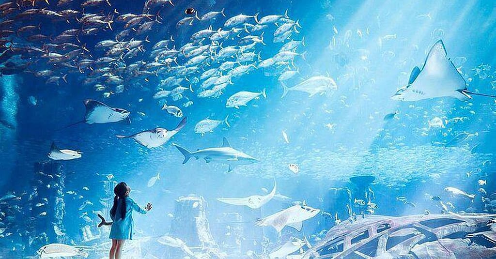 Explore Dubai’S Lost Chambers Aquarium: Tickets For One, Two, Or Four Dubai activities Shop Online at Dubai Trades 16