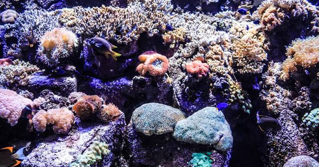 Explore Dubai’S Lost Chambers Aquarium: Tickets For One, Two, Or Four Dubai activities Shop Online at Dubai Trades 3